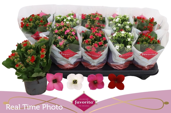 <h4>KAL EN GEM 4 KL</h4>