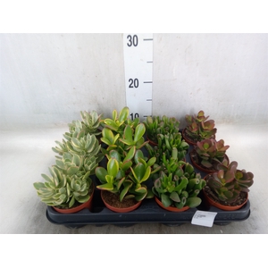 Crassula   ...mix