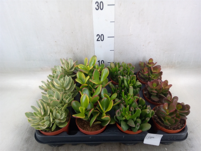 <h4>Crassula   ...mix</h4>