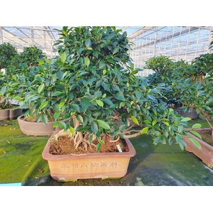 Ficus retusa, pot 48 cm. Height 85 cm.( single item)
