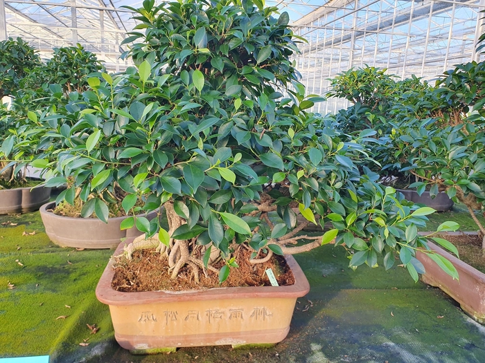 <h4>Ficus retusa, pot 48 cm. Height 85 cm.( single item)</h4>