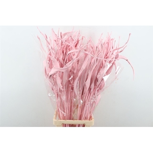 Dried Strelitziablad Pink P Stem