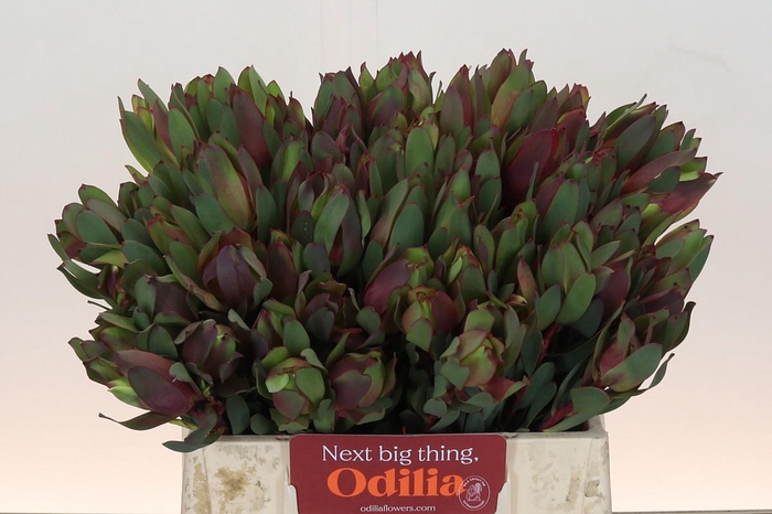 Leucadendron Senorita