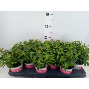 Fuchsia  'Bella Fuchsia Sacha'