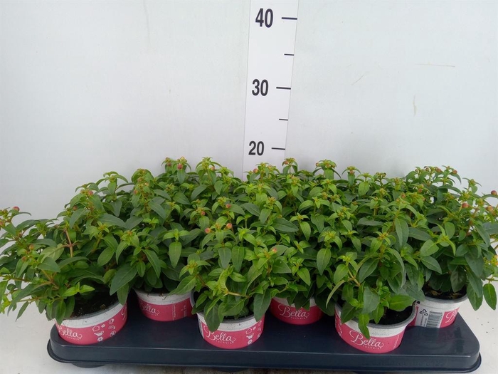 <h4>Fuchsia  'Bella Fuchsia Sacha'</h4>