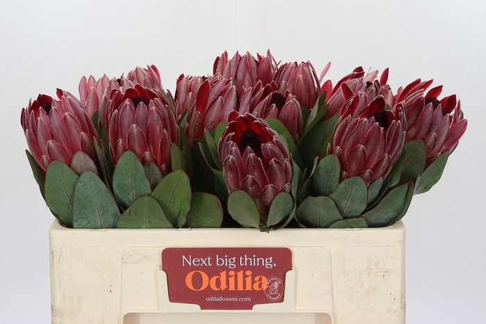 <h4>PROTEA SHARONET</h4>