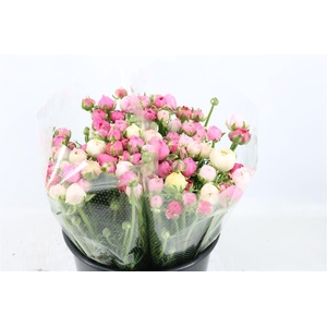 Ran Amandine Porcelaine