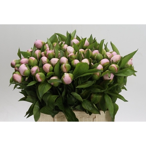 Paeonia Pink Vanguard