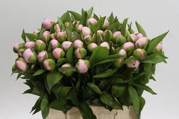 <h4>Paeonia (Herb. Hybrid Grp) 'Pink Vanguard'</h4>