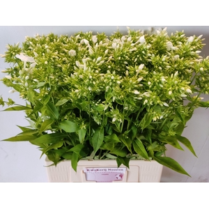 PHLOX P DAVID