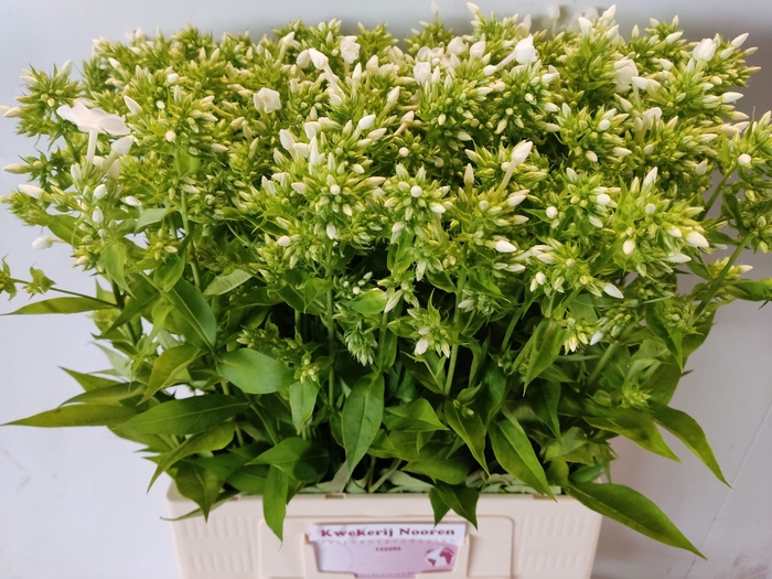 <h4>PHLOX P DAVID</h4>