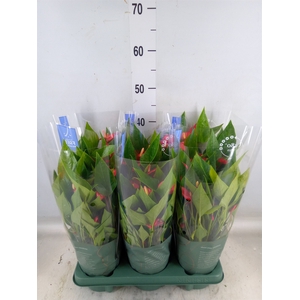 Anthurium andr. 'Mill Flowers Red'