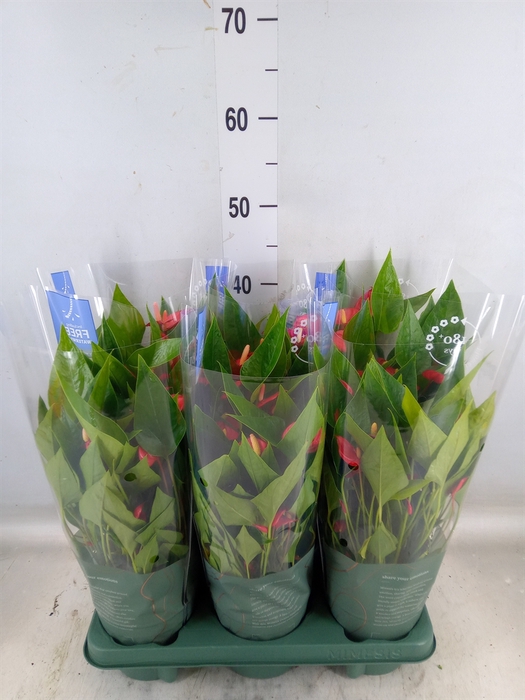 <h4>Anthurium andr. 'Mill Flowers Red'</h4>