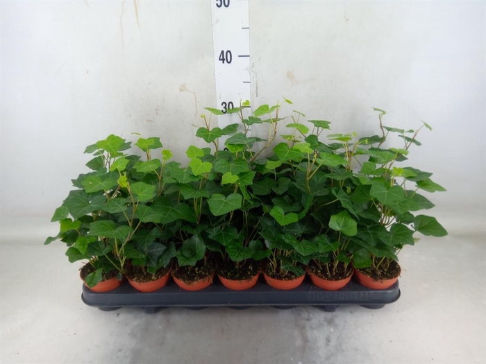 <h4>Hedera hibernica</h4>