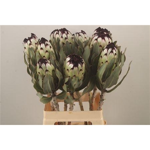 Protea Mag Niobe