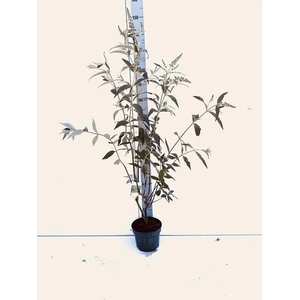 BUDD DAVIDII OV