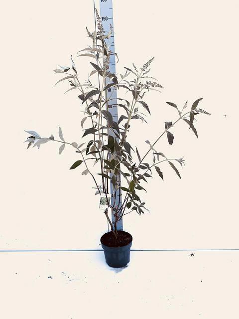 <h4>BUDD DAVIDII OV</h4>