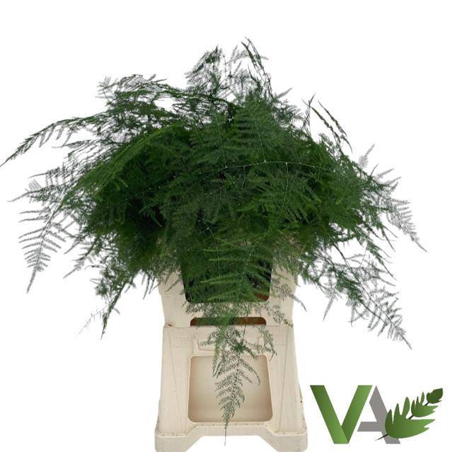 <h4>ASPARAGUS SETACEUS Extra</h4>