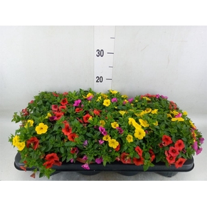 Calibrachoa  'Cabaret MM Candyhous'