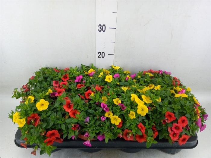 <h4>Calibrachoa  'Cabaret MM Candyhous'</h4>