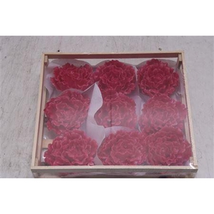 Wax Pioen Cerise