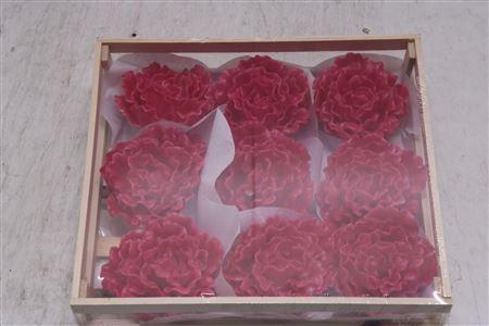 <h4>Wax Pioen Cerise</h4>
