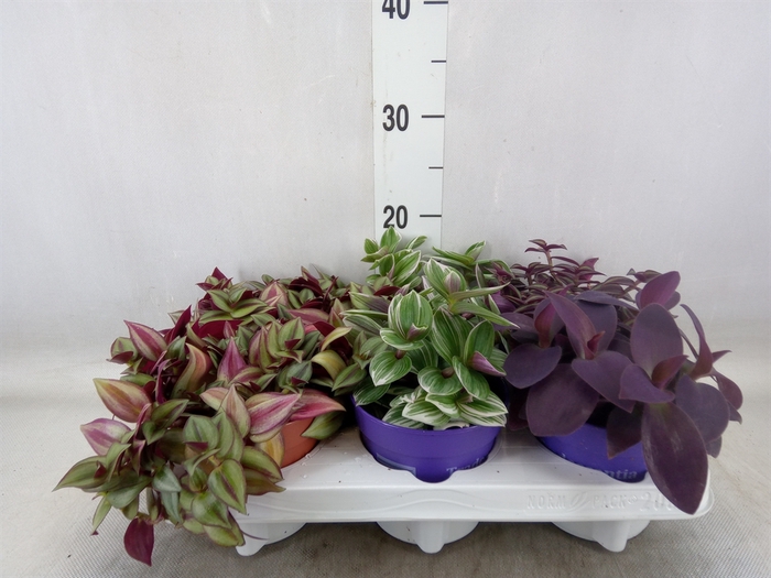 <h4>Tradescantia   ...mix</h4>