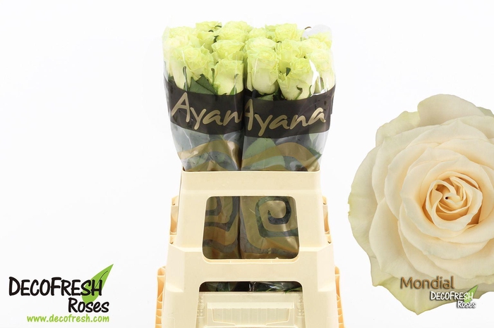 <h4>R Gr Mondial</h4>