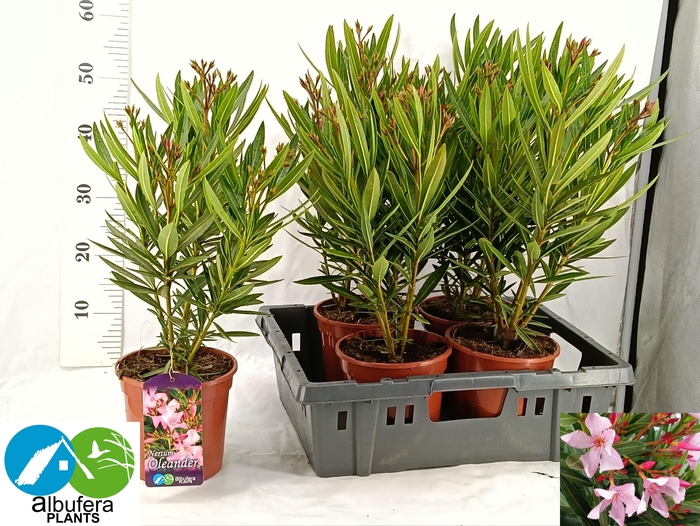 <h4>NERI OLEANDER</h4>