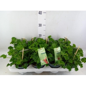 Pelargonium graveolens