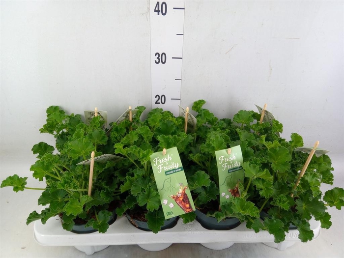 <h4>Pelargonium graveolens</h4>