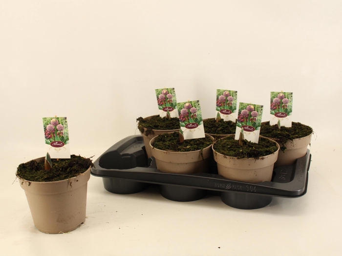 <h4>ALLI GIGANTEUM</h4>