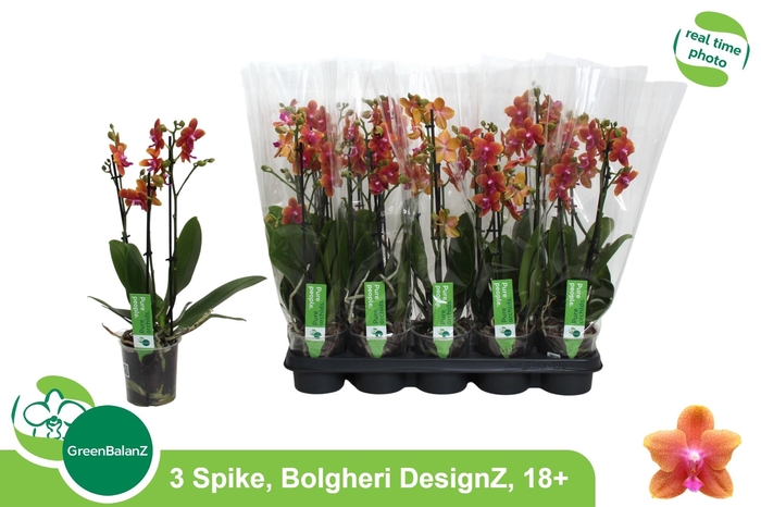 <h4>PHAL MF BOLGHERI</h4>