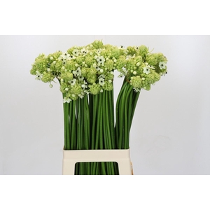 Ornithogalum Saundersiae