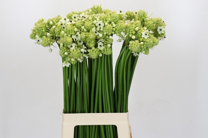 <h4>Ornithogalum Saundersiae</h4>