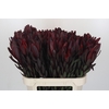 Leucadendron Saf Sunset Dark R.