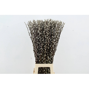 SALIX SNOW FLAKE