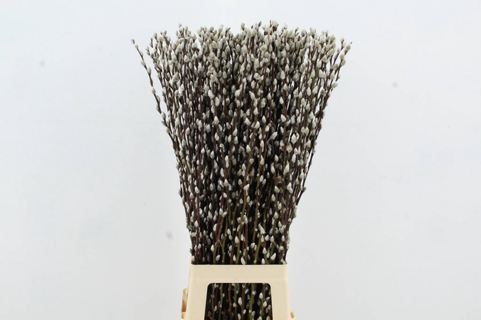 <h4>SALIX SNOW FLAKE</h4>