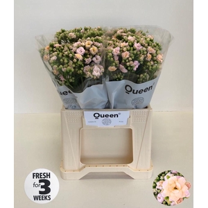 KAL LACE PINK MEADOW