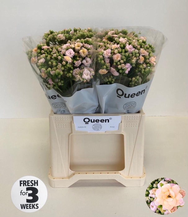 <h4>KAL LACE PINK MEADOW</h4>