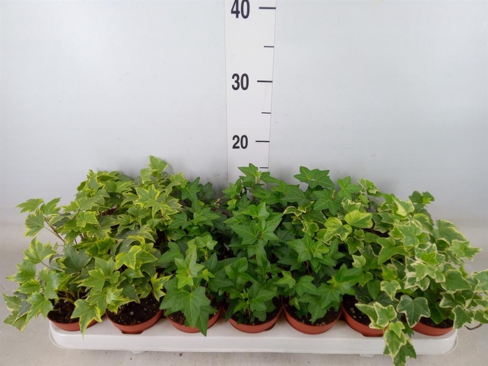 <h4>Hedera   ...mix</h4>