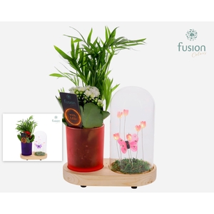 LED Lichtbal Vlinder Large houten planter met Arrangement