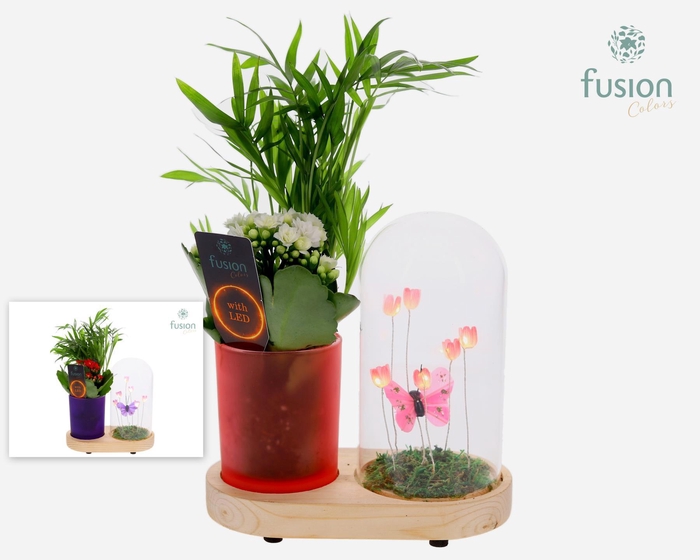 <h4>LED Lichtbal Vlinder Large houten planter met Arrangement</h4>