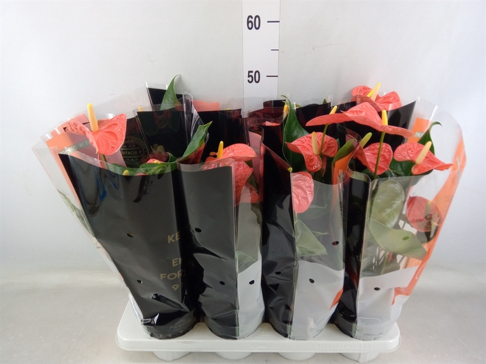 <h4>Anthurium andr. 'Madural Orange'</h4>