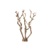 Syringa Branch Super Ginastera