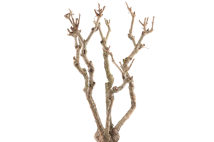 Syringa Branch Super Ginastera