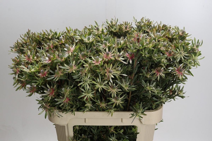 Leucadendron Ayoba Star Pearl