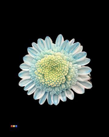 <h4>Chr T Stallion Dusty Pastel Blue</h4>