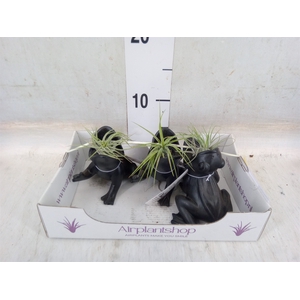 Tillandsia