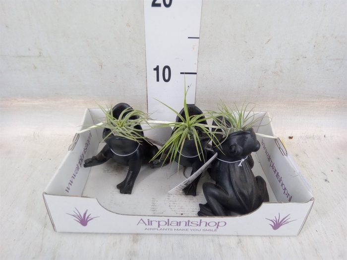 <h4>Tillandsia</h4>